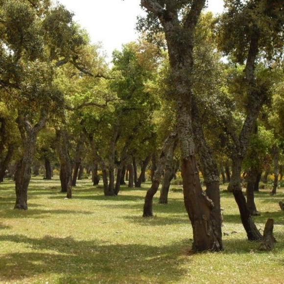 valaino